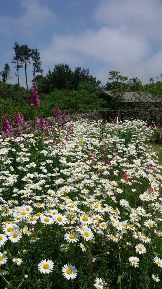 Baghdad House Jeju Exterior foto